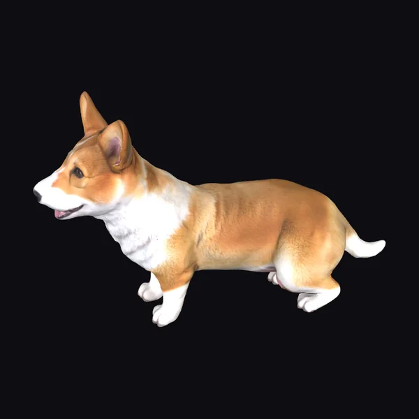 Corgi in Motion