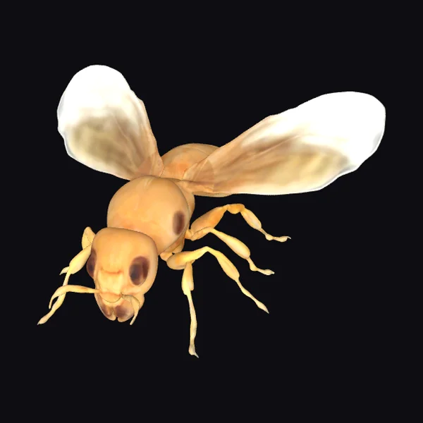 Termite with Translucent Wings