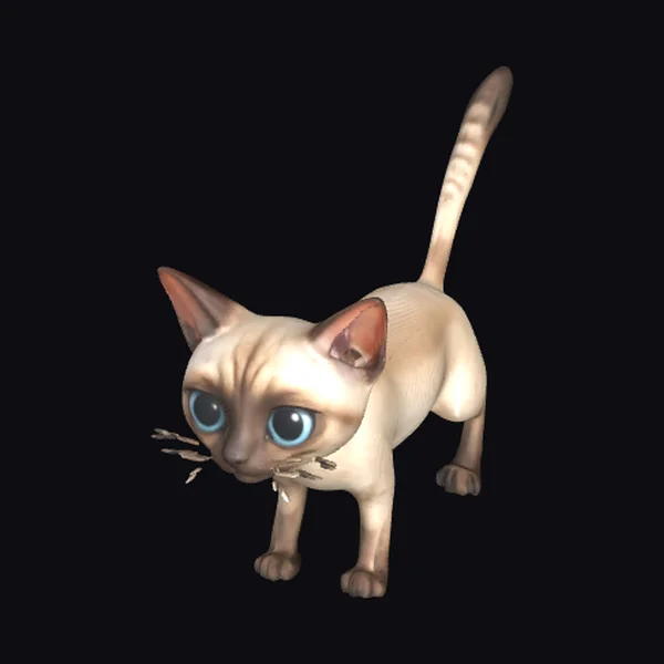 Tabby Pointed Siamese Cat