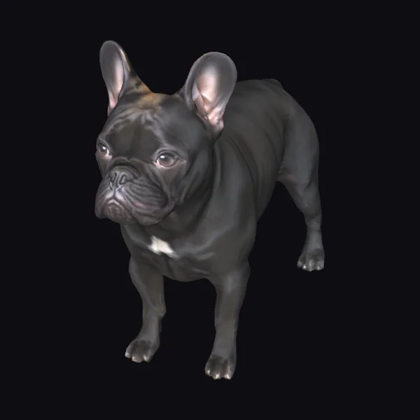 Black French Bulldog Standing