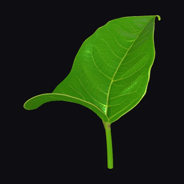 Vibrant Green Leaf