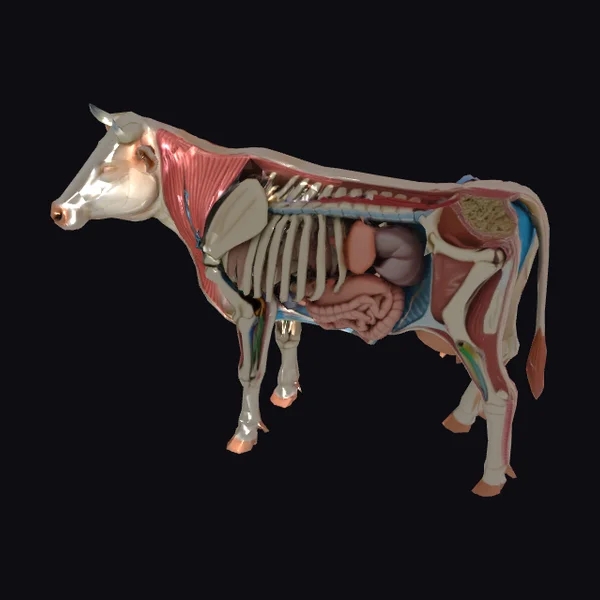 Anatomical Cow Model