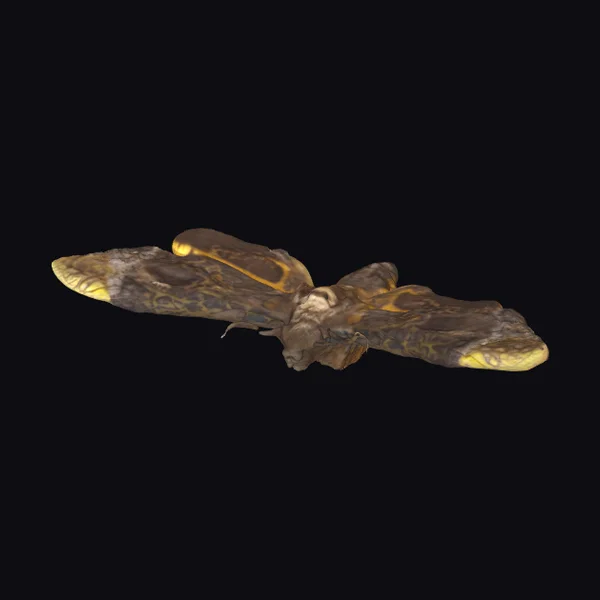 Brown Moth with Yellow Tips