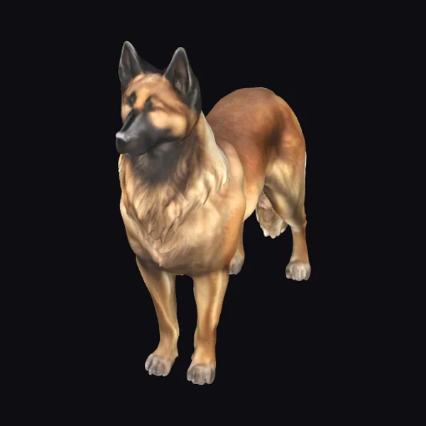 Belgian Tervuren Shepherd Dog