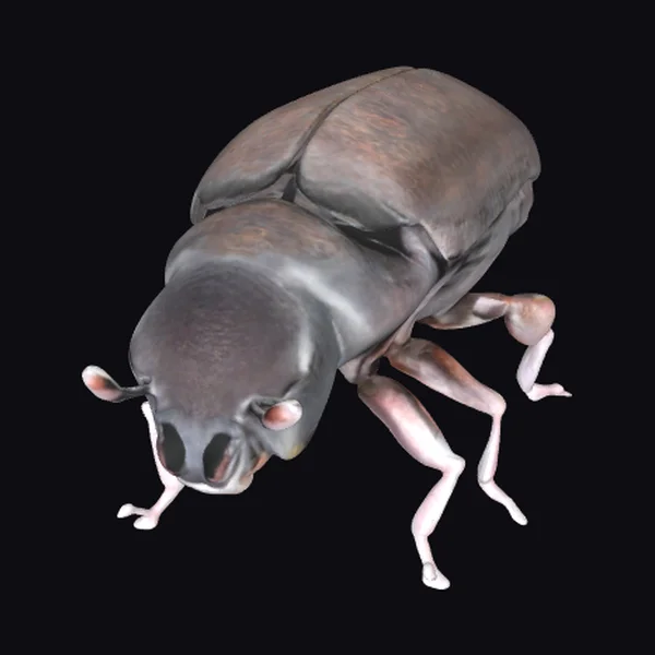 Southern Pine Beetle