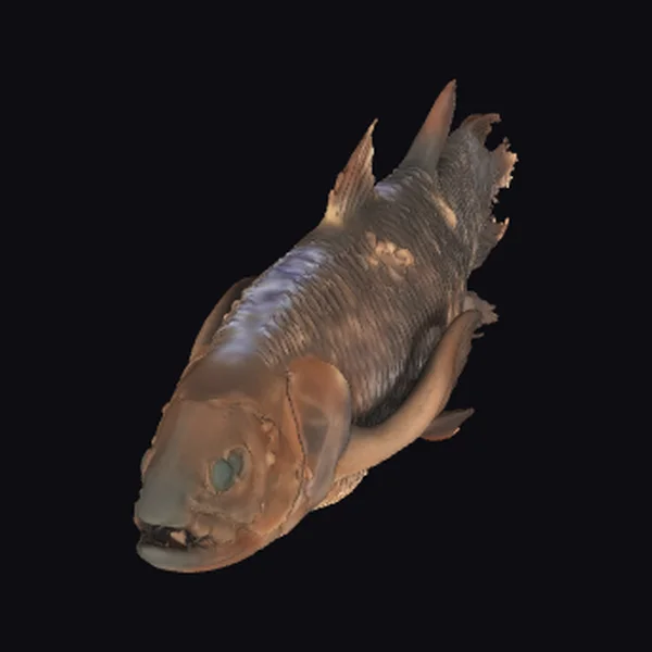Ancient Fish Specimen