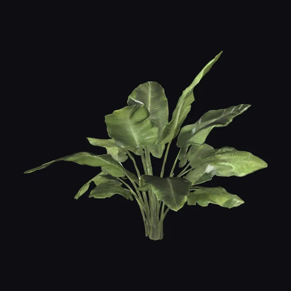 Large Green Leafy Plant