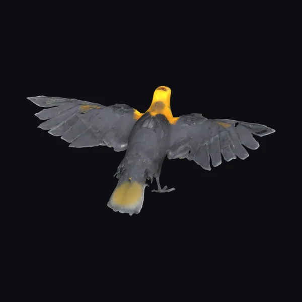 Yellow Headed Bird Spread