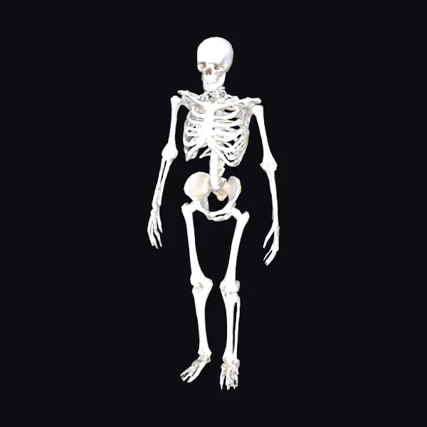 Anatomical Human Skeleton