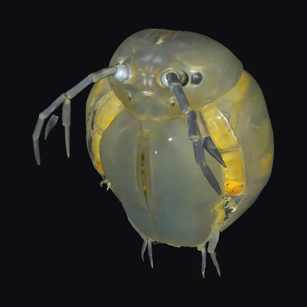 Water Flea Closeup