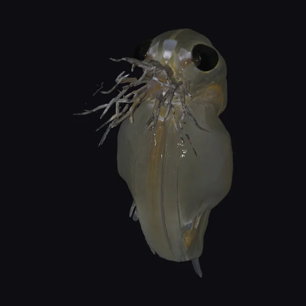 Water Flea Closeup
