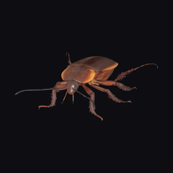 Brown Cockroach Insect
