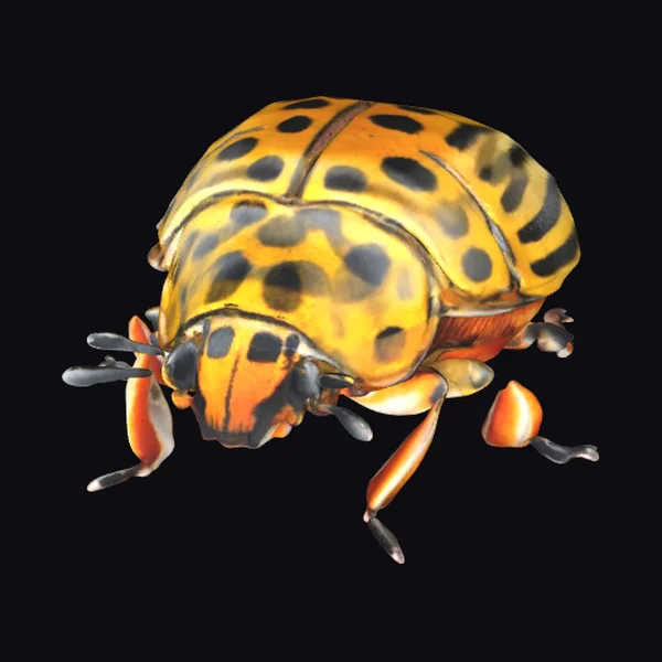 Vibrant Striped Beetle