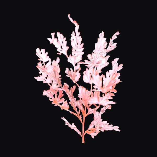 Pink Coral Seaweed Fronds