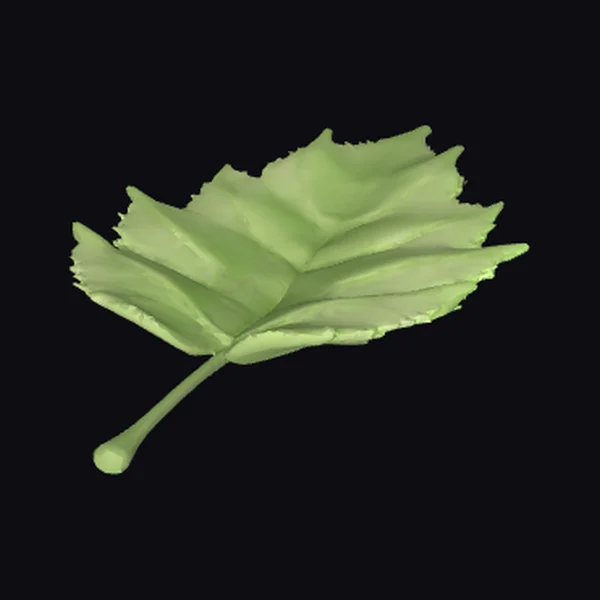 Green Leafy Branch Tip