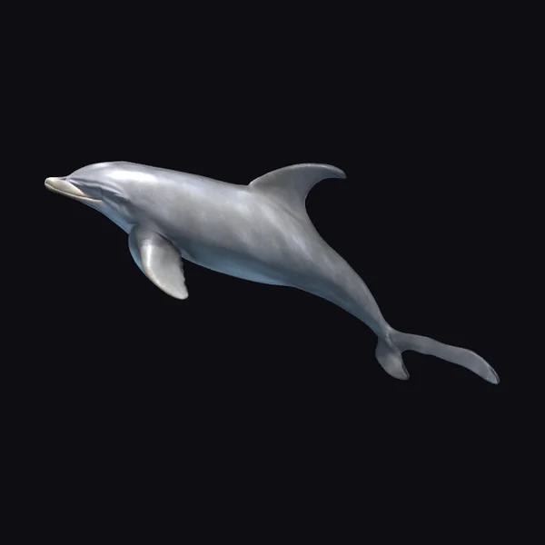 Dolphin Leaping Out Water