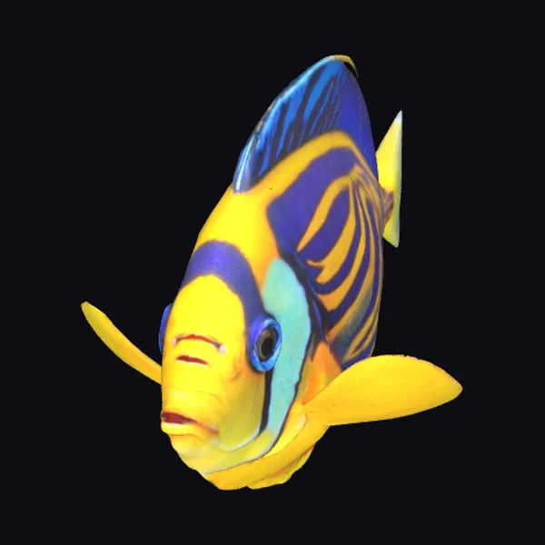 Vibrant Tropical Fish Model