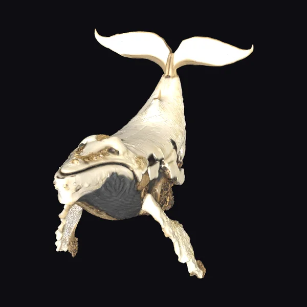 Giant Squid Tentacle