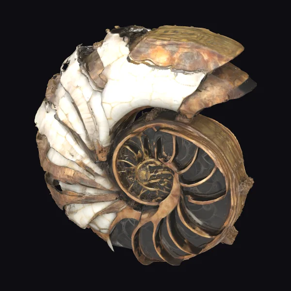 Fossilized Shell Spiral