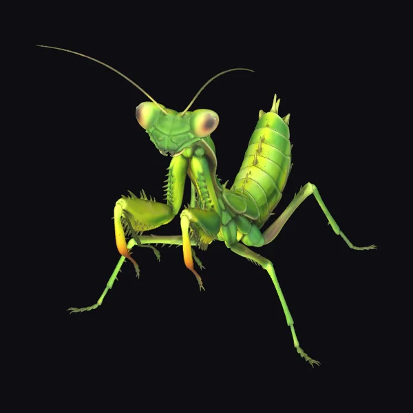 Green Praying Mantis