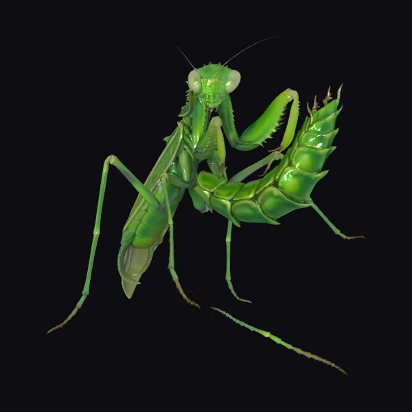 Green Praying Mantis