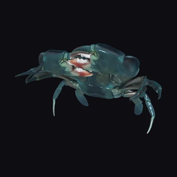 Blue Crab Side Pose