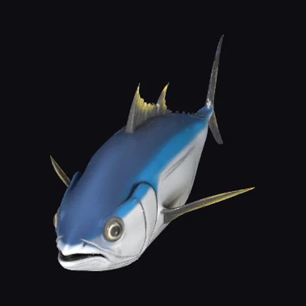 Blue Tuna Fish