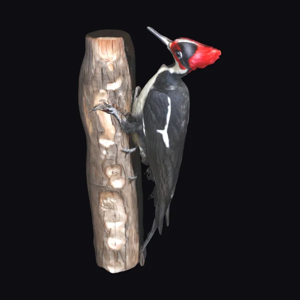 Woodpecker on Tree Stump