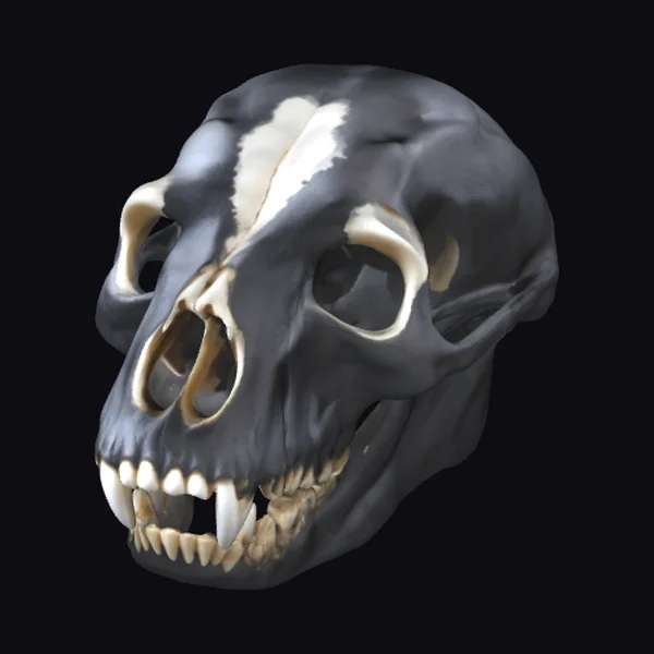 Black Bear Skull Planter