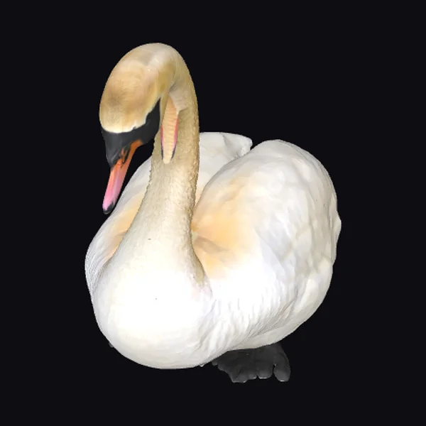 White Swan Bird
