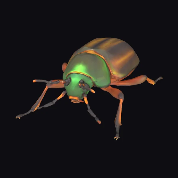 Green Metallic Beetle