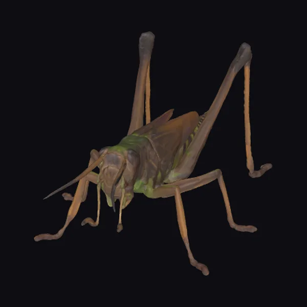 Brown Grasshopper on Ground