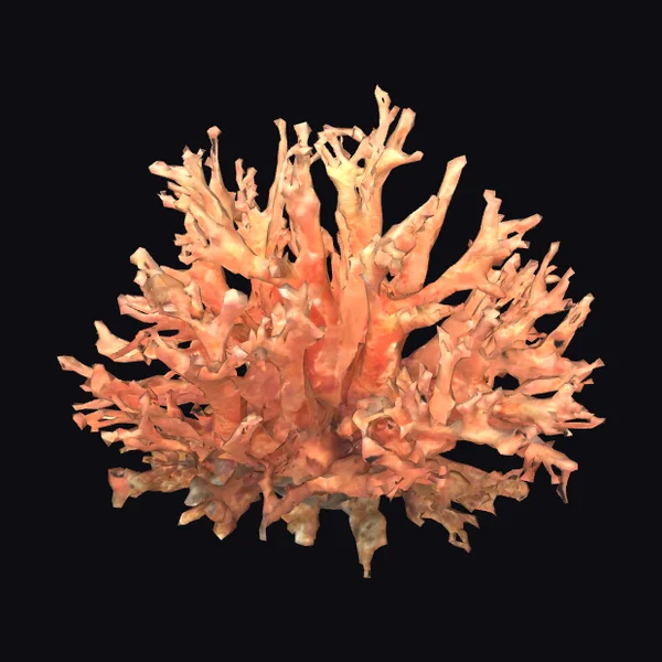 Vibrant Coral Reef Formation