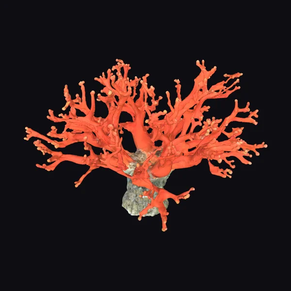 Vibrant Coral Reef Fragment