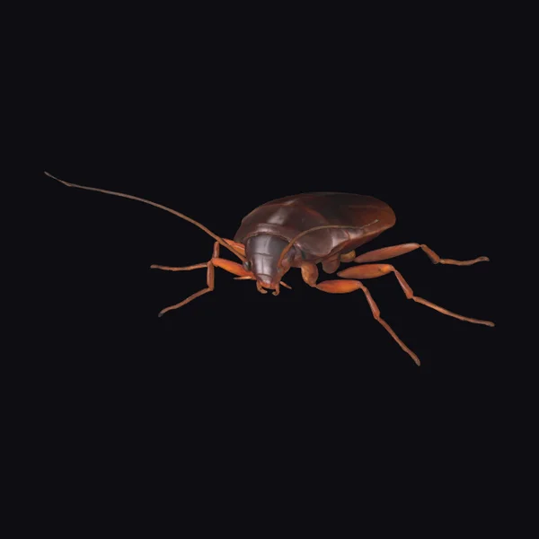 Brown Cockroach Side View