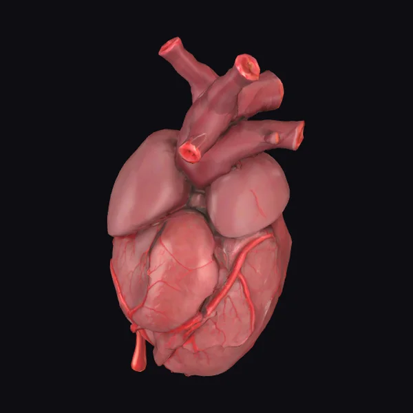 Anatomical Heart Model