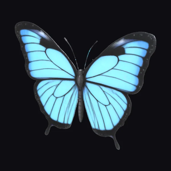 Blue Butterfly Spread Wings