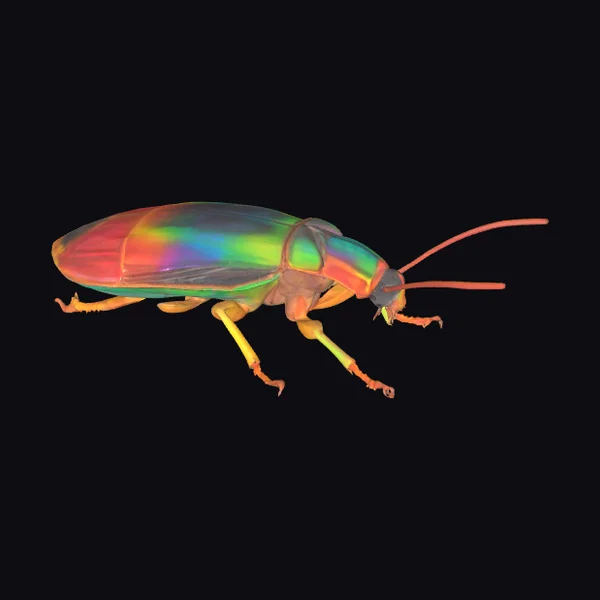 Rainbow colored cockroach