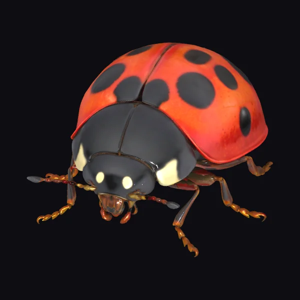 Red Spotted Ladybug