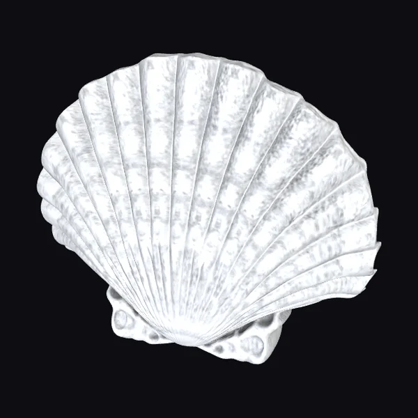 White Scallop Shell