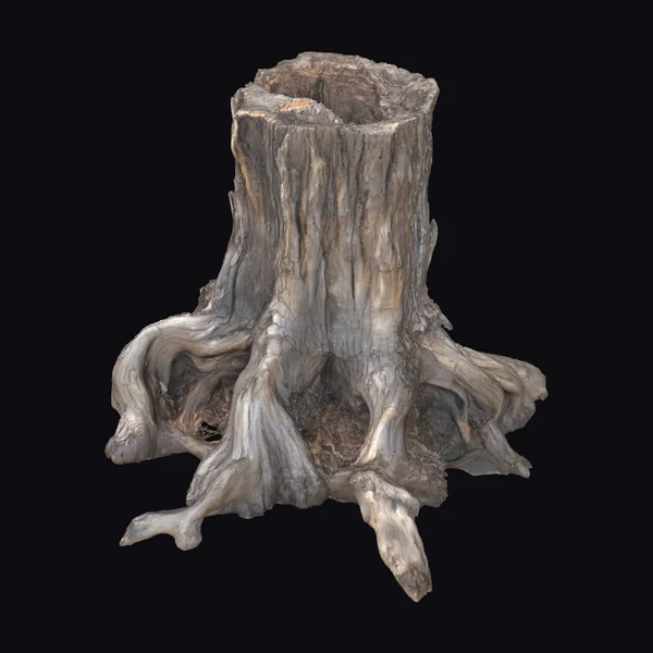 Ancient Tree Stump