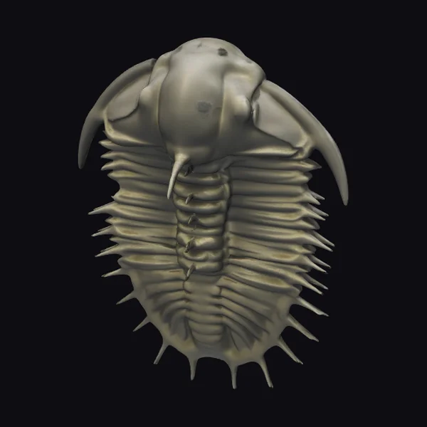 Ancient Fossilized Trilobite