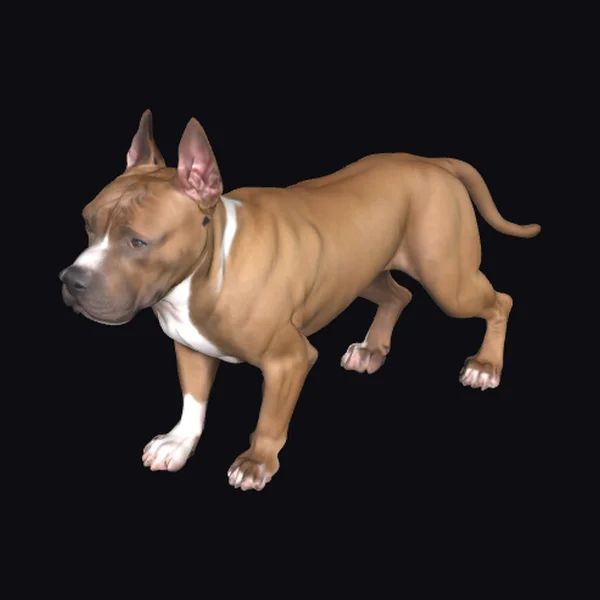 American Staffordshire Terrier