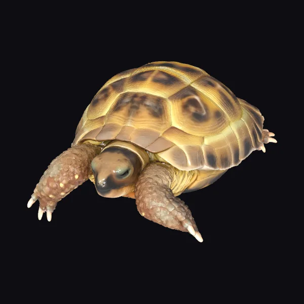 Baby Turtle Crawling