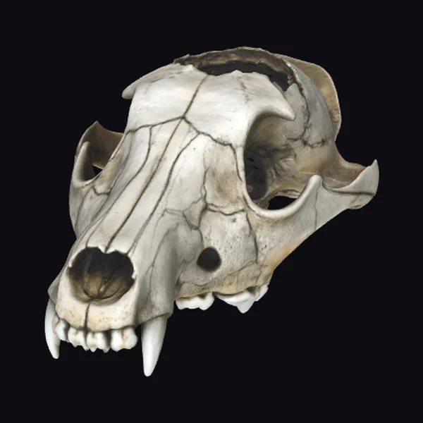 Ancient Predator Skull