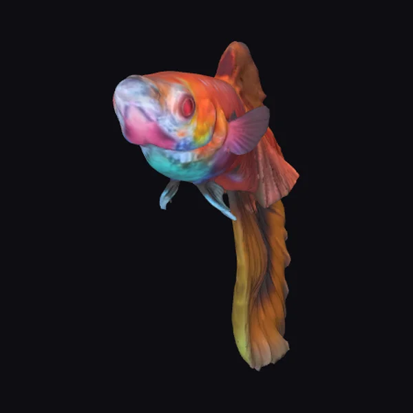 Albino Red Halfmoon Guppy