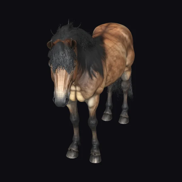 Wild Horse with Shaggy Coat