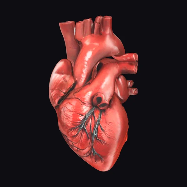 Anatomical Heart Model