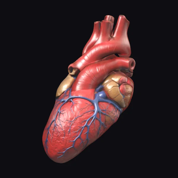 Anatomical Heart Structure