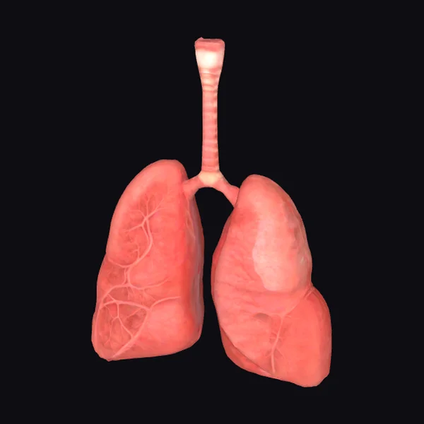 Anatomical Lungs Model